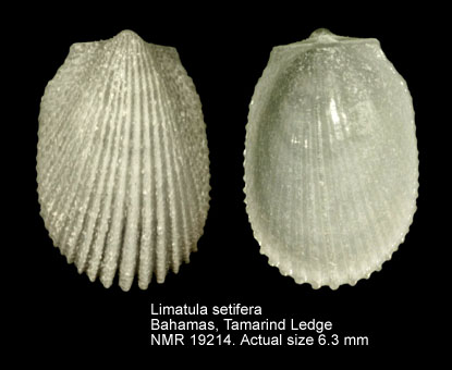 Limatula setifera.jpg - Limatula setiferaDall,1886